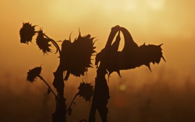Samhain 2021
