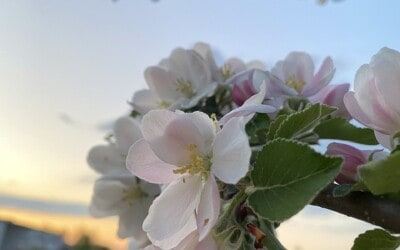 Programm Beltane